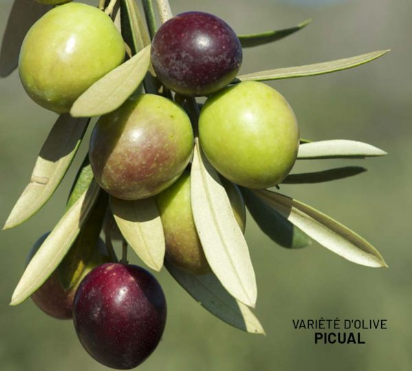 variété dolive Picual